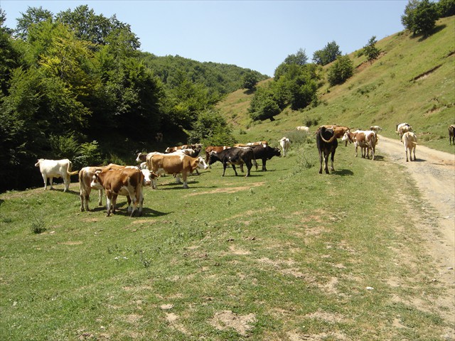 DSC02098