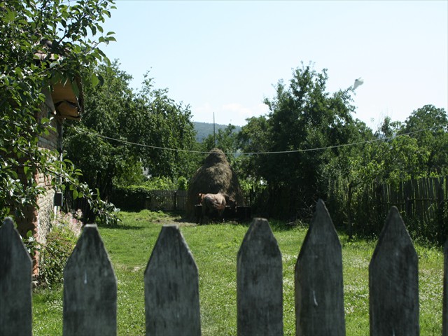 roman (177)
