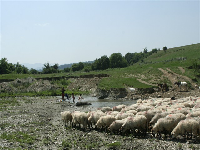 roman (641)