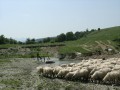 roman (641)