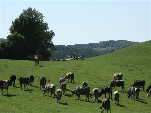 roman (259)