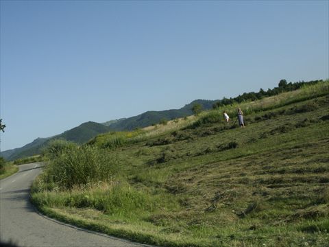 roman (309)