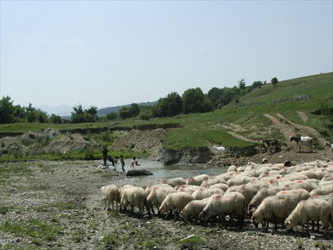 roman (641)