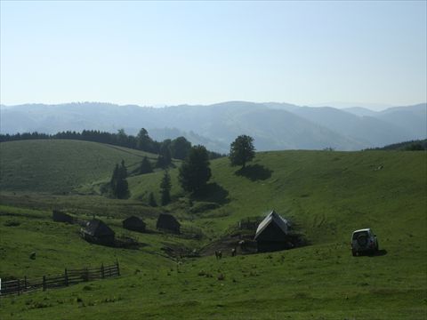 roman (547)