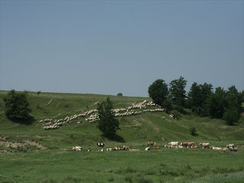 roman (635)