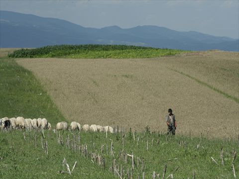 roman (68)